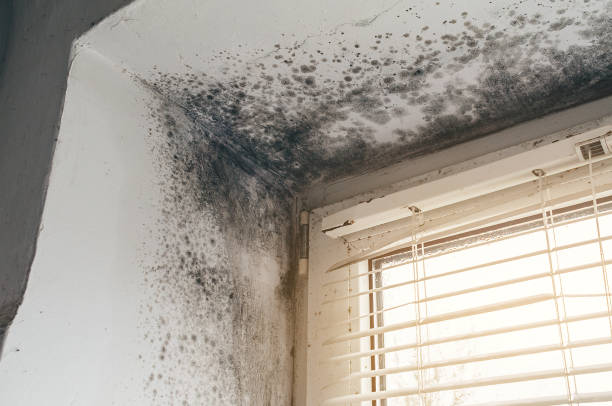 Affordable Mold Remediation solutions in Withams, VA